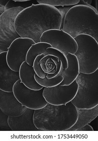 Nature Garden Night B&W Flower