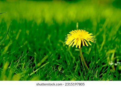 Nature, grass and yellow dandelion in field for natural beauty, spring mockup and blossom. Countryside, plant background and closeup of flower for environment, ecosystem and fauna and flora in meadow