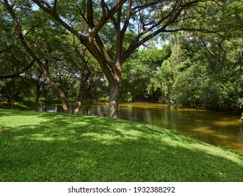 Nature Green Background, Pond In An Autumn Park