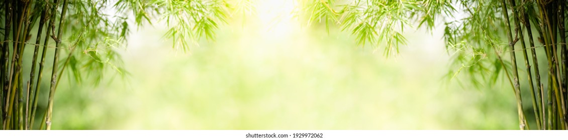 Nature of green bamboo tree in forest using as background bamboo leaves cover page or banner design