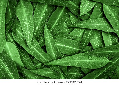 Nature green Eucalyptus leaves with raindrop  background