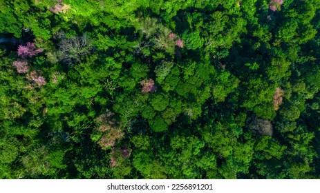 Nature green forest aerial view. Aerial view tree, forest ecosystem and health concept and background, texture of green forest from above.Nature conservation concept. - Powered by Shutterstock