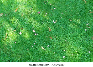 Nature Green Grass Background Top View