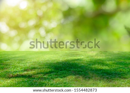 Nature green grass with bokeh background. 
