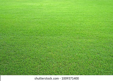Nature green grass in the garden, Lawn pattern texture background, Perspective