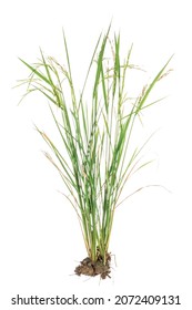 nature green grass or rice plant isolated on white background