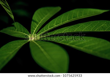 Similar – monster Leaf Green