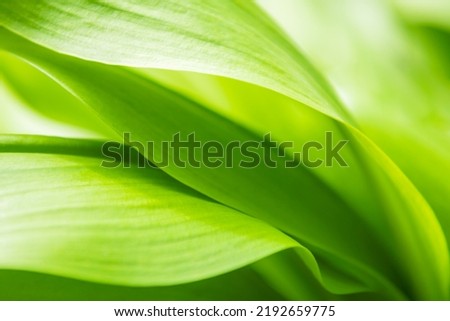 Nature of green leaf. environment ecology greenery wallpaper
