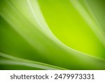 Nature of green leaf in garden. Natural green leaves plants using  background cover page environment ecology or greenery wallpaper