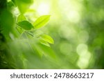 Nature of green leaf in garden at summer. Natural green leaves plants using as spring background cover page greenery environment ecology lime green wallpaper