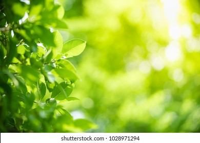 Nature Of Green Leaf In Garden At Summer. Natural Green Leaves Plants Using As Spring Background Cover Page Environment Ecology Or Greenery Wallpaper