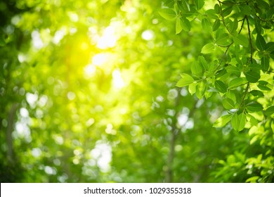 Nature of green leaf in garden at summer. Natural green leaves plants using as spring background cover page environment ecology or greenery wallpaper - Shutterstock ID 1029355318
