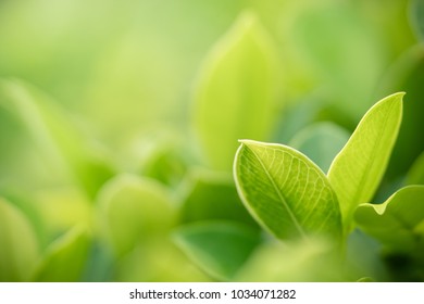 Nature of green leaf in garden at summer. Natural green leaves plants using as spring background cover page environment ecology or greenery wallpaper - Shutterstock ID 1034071282