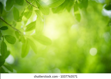 Nature of green leaf in garden at summer. Natural green leaves plants using as spring background cover page environment ecology or greenery wallpaper - Shutterstock ID 1037763571