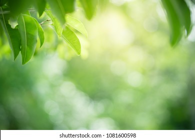 Nature of green leaf in garden at summer. Natural green leaves plants using as spring background cover page environment ecology or greenery wallpaper - Shutterstock ID 1081600598