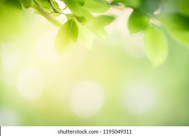 Nature Of Green Leaf In Garden At Summer. Natural Green Leaves Plants Using As Spring Background Cover Page Environment Ecology Or Greenery Wallpaper