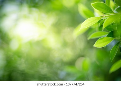 Nature of green leaf in garden at summer. Natural green leaves plants using as spring background cover page environment ecology or greenery wallpaper - Shutterstock ID 1377747254