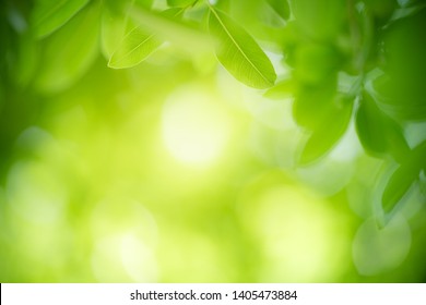 Nature of green leaf in garden at summer. Natural green leaves plants using as spring background cover page environment ecology or greenery wallpaper - Shutterstock ID 1405473884