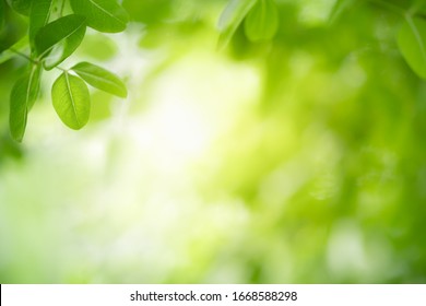 Nature of green leaf in garden at summer. Natural green leaves plants using as spring background cover page environment ecology or greenery wallpaper - Powered by Shutterstock