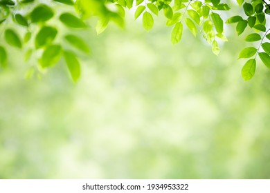 Nature of green leaf in garden at summer. Natural green leaves plants using as spring background cover page environment ecology or greenery wallpaper - Shutterstock ID 1934953322