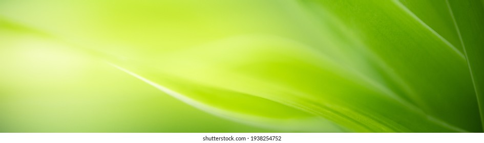 Nature of green leaf in garden at summer. Natural green leaves plants using as spring background cover page environment ecology or greenery wallpaper - Shutterstock ID 1938254752