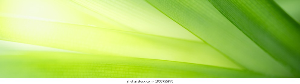Nature of green leaf in garden at summer. Natural green leaves plants using as spring background cover page environment ecology or greenery wallpaper - Shutterstock ID 1938955978