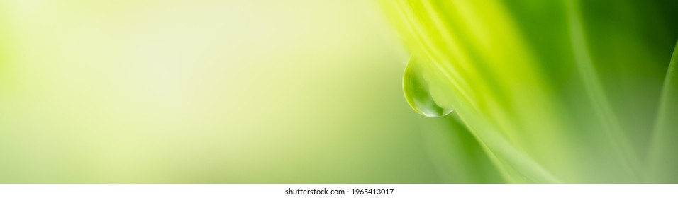 Nature of green leaf in garden at summer. Natural green leaves plants using as spring background cover page environment ecology or greenery wallpaper - Shutterstock ID 1965413017