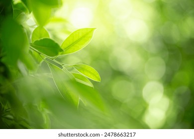 Naturaleza hoja verde en