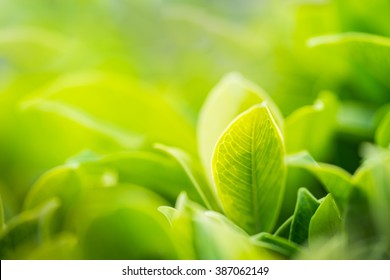 Nature of green leaf in garden at summer under sunlight. Natural green leaves plants using as spring background environment ecology or greenery wallpaper - Shutterstock ID 387062149