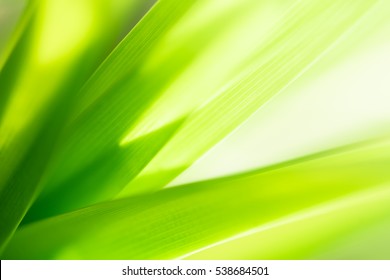 Nature Of Green Leaf In Garden At Summer. Natural Green Leaves Plants Using As Spring Background Cover Page Environment Ecology Or Greenery Wallpaper