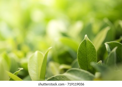 Nature of green leaf in garden at summer. Natural green leaves plants using as spring background cover page environment ecology or greenery wallpaper - Shutterstock ID 719119036