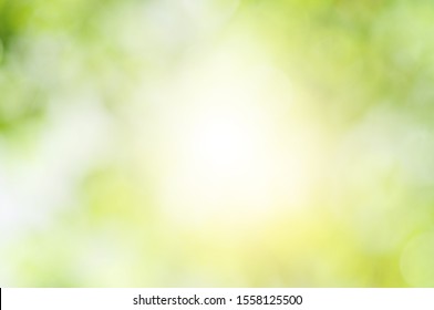 Nature Green Leaves Blur And Blurred  Light Green Bokeh Abstract Green Background Texture.