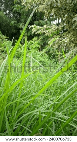 nature, green place, wildgrass, forest, grass, background, bokeh