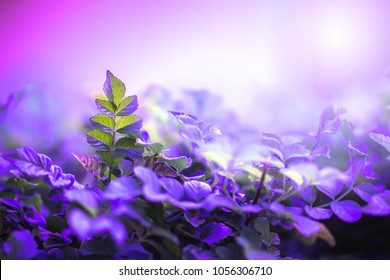 Nature. Green Plants Closeup. Unusual Nature View