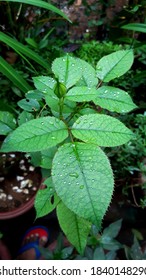 Nature Grouth Rose Plant Greenleaf Stock Photo Shutterstock