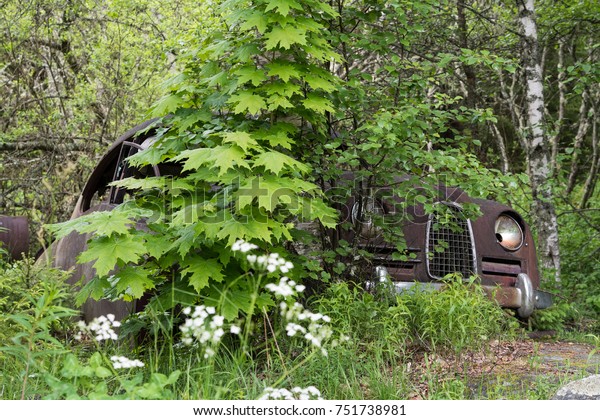 Nature grows over the car\
wreck