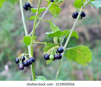 In nature grows plant with poisonous berries nightshade (Solanum nigrum)