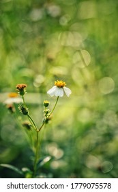 Nature, Hairy Beggarticks Flower Bokeh Background (macro Photo)