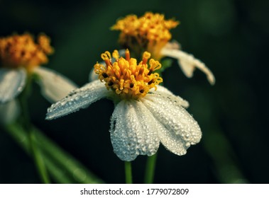 Nature, Hairy Beggarticks Flower And Rain Drop (macro Photo)