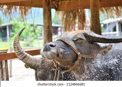 nature happy buffalo enjoy showering in summer in buffalo daily farm, Lao PDR