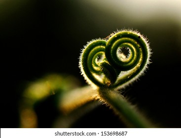 Nature Heart