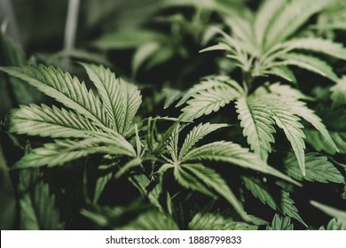 Nature herb pot. Cannabis plant . Grow indica flowering. Marijuana cultivation. Green background. Weed medicine leaf. Cannabis cultivation.