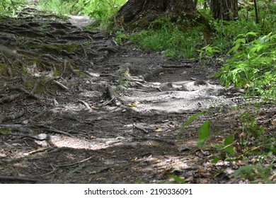 Nature Hiking Path With Roots