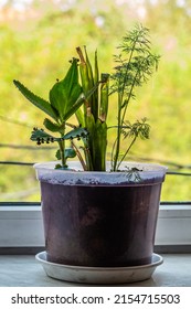 Nature Image Of Green Plant, Dill And Weed In Transparent Flower Pot On Windowsill. Real Colors, Green Grass In Vase On Window Background. Spring And Summer Funny Time, Front View.