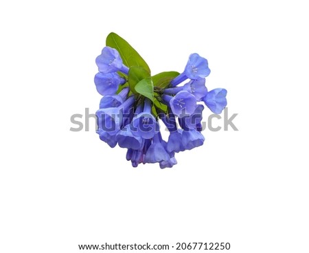 Nature Image of an Isolated Virginia Bluebell Spring Flower Wildflower Cut Out