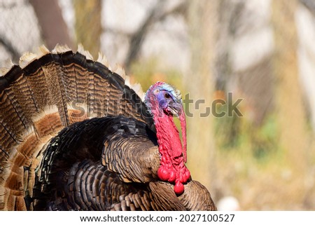Nature image with portrait of a male turkey, eating on a farm with natural light on a sunny day at sunset