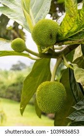 Nature In Ivory Coast