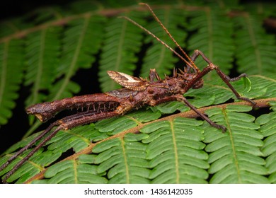 Nature Jungle View Very Huge Stick Stock Photo 1436142035 | Shutterstock