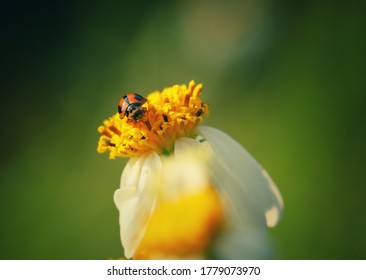 Nature, Laddy Bug On Hairy Beggarticks Flower (macro Photo)