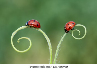 From Nature Ladybird